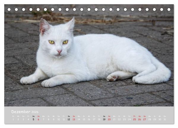 Produktbild: Katzen des S&uuml;dens (Tischkalender 2026 DIN A5 quer), CALVENDO Monatskalender