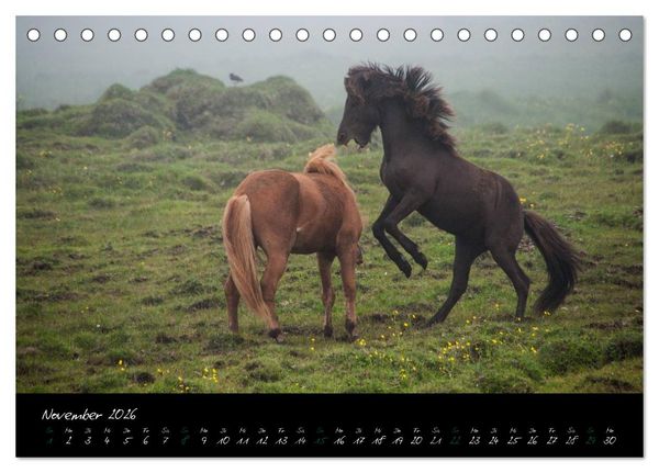 Produktbild: Charakterk&ouml;pfe Islandpferde (Tischkalender 2026 DIN A5 quer), CALVENDO Monatskalender