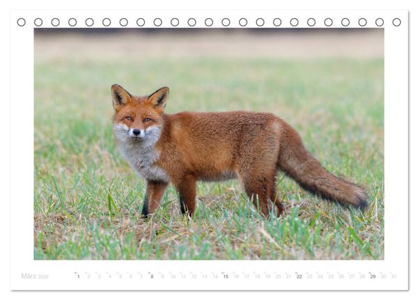 Produktbild: Der Rotfuchs (Tischkalender 2026 DIN A5 quer), CALVENDO Monatskalender