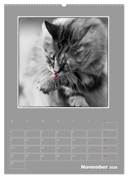 Produktbild: Katzen Blues / Planer (Wandkalender 2026 DIN A2 hoch), CALVENDO Monatskalender