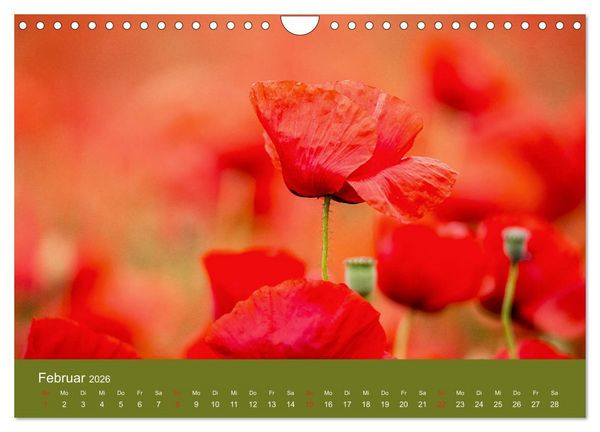 Produktbild: Mohnblumen Romantik (Wandkalender 2026 DIN A4 quer), CALVENDO Monatskalender