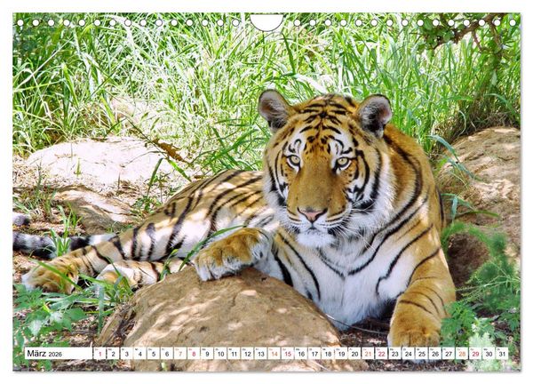 Produktbild: TIGER IMPRESSIONEN Gestreifte Seltenheit auf unserer Erde (Wandkalender 2026 DIN A4 quer), CALVENDO Monatskalender
