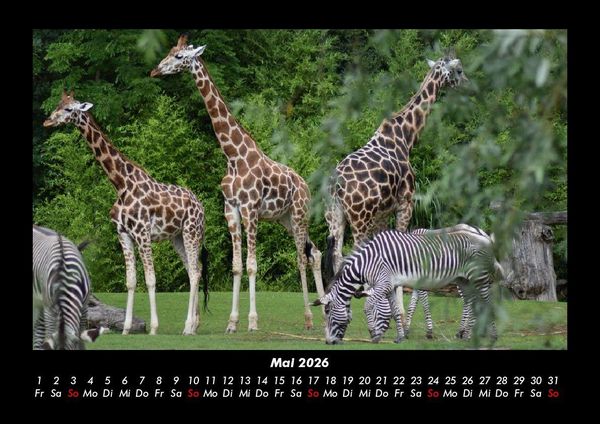 Produktbild: Giraffen 2026 Fotokalender DIN A3