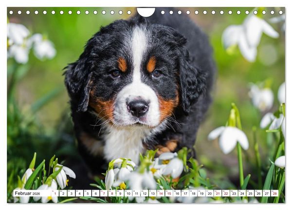 Produktbild: Berner Sennenhunde - Freunde f&uuml;r ein ganzes Leben (Wandkalender 2026 DIN A4 quer), CALVENDO Monatskalender