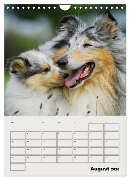 Produktbild: Collies - Freunde f&uuml;r&acute;s Leben (Wandkalender 2026 DIN A4 hoch), CALVENDO Monatskalender