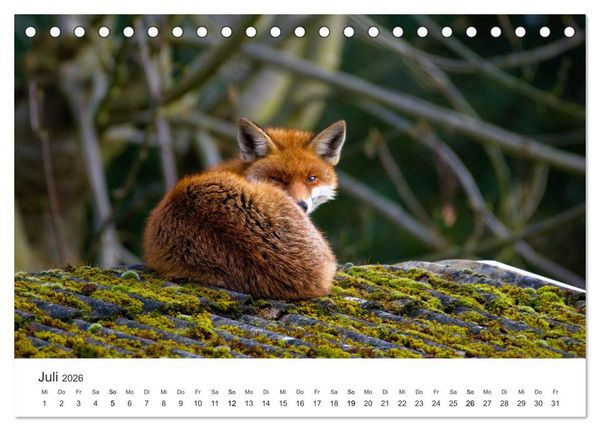 Produktbild: Flinke F&uuml;chse (Tischkalender 2026 DIN A5 quer), CALVENDO Monatskalender
