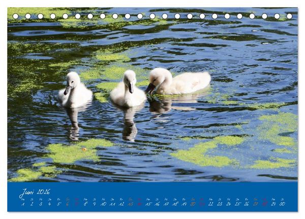 Produktbild: Schwanenfamilie, vom Ei bis zum Fliegen. (Tischkalender 2026 DIN A5 quer), CALVENDO Monatskalender