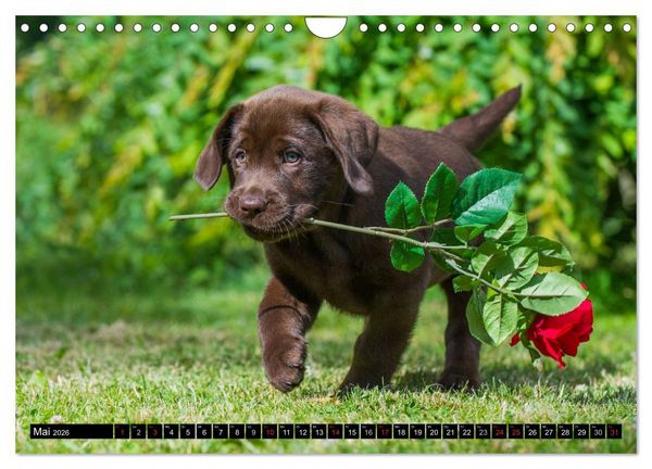 Produktbild: Labrador Retriever - ein Herz auf 4 Pfoten (Wandkalender 2026 DIN A4 quer), CALVENDO Monatskalender