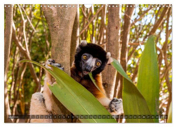 Produktbild: Tierisches Madagaskar (Wandkalender 2026 DIN A3 quer), CALVENDO Monatskalender