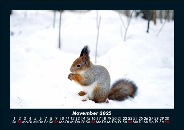 Produktbild: Waldbewohner 2025 Fotokalender DIN A5