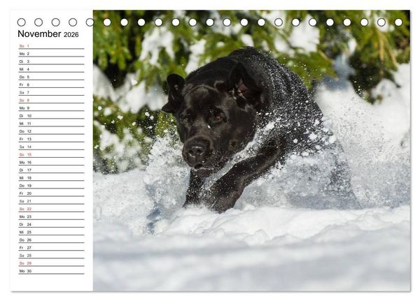 Produktbild: Labrador Retriever - Freunde f&uuml;r&acute;s Leben (Tischkalender 2026 DIN A5 quer), CALVENDO Monatskalender