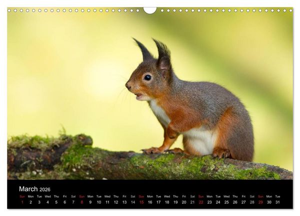 Produktbild: Scotland's Wildlife 2026 (Wall Calendar 2026 DIN A3 landscape), CALVENDO 12 Month Wall Calendar