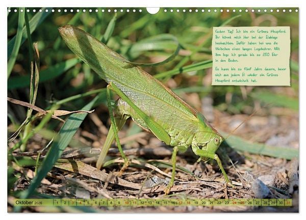 Produktbild: GEOclick Lernkalender: Insekten (Wandkalender 2026 DIN A3 quer), CALVENDO Monatskalender