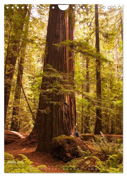 Produktbild: G&eacute;ants verts de la for&ecirc;t (Calendrier mural 2026 DIN A4 horizontal), CALVENDO calendrier mensuel