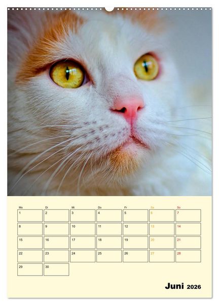Produktbild: K&auml;tzchen - Theater (Wandkalender 2026 DIN A2 hoch), CALVENDO Monatskalender