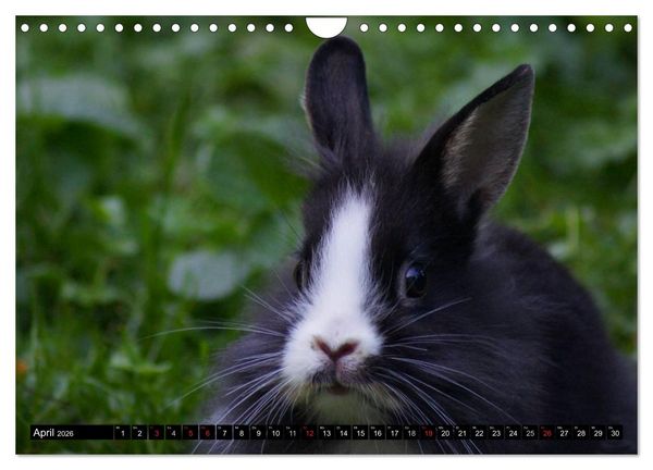 Produktbild: Liebenswerte Zwergkaninchen (Wandkalender 2026 DIN A4 quer), CALVENDO Monatskalender