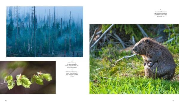 Produktbild: Wilder Wald