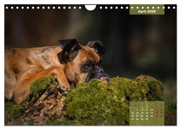 Produktbild: Boxer Frech und fr&ouml;hlich durch das Jahr (Wandkalender 2026 DIN A4 quer), CALVENDO Monatskalender