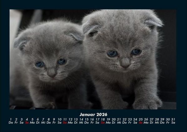 Produktbild: F&uuml;r Katzenfreunde 2026 Fotokalender DIN A4