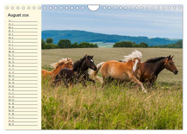 Produktbild: Welt der Pferde (Wandkalender 2026 DIN A4 quer), CALVENDO Monatskalender