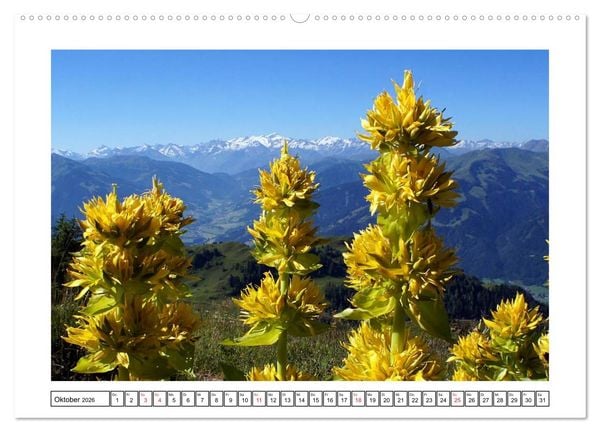 Produktbild: Alpenblumen. Bunte Welt in luftiger H&ouml;he (Wandkalender 2026 DIN A2 quer), CALVENDO Monatskalender