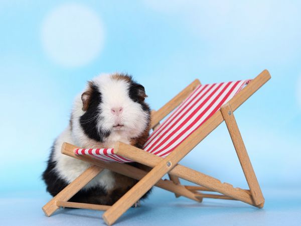 Produktbild: CALVENDO Puzzle Meerschweinchen 1000 Teile Lege-Gr&ouml;&szlig;e 64 x 48 cm Foto-Puzzle Bild von Jeanette Hutfluss