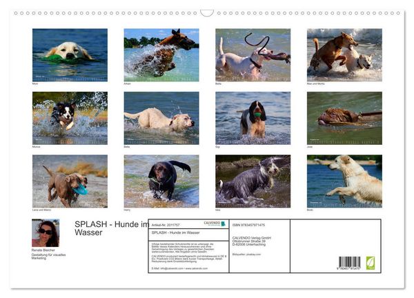 Produktbild: SPLASH - Hunde im Wasser (Wandkalender 2026 DIN A2 quer), CALVENDO Monatskalender