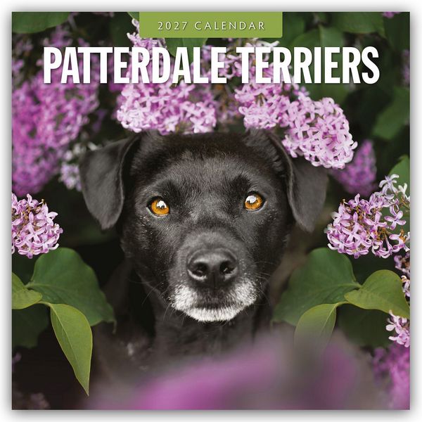 Produktbild: Patterdale Terriers &ndash; Patterdale Terrier &ndash; Schwarzer Terrier 2027 &ndash; 16-Monatskalender