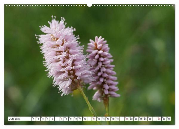Produktbild: Seiser Alm Sommer (Wandkalender 2026 DIN A2 quer), CALVENDO Monatskalender