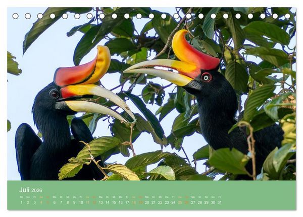 Produktbild: Zwischen Nebel und Baumriesen - V&ouml;gel Borneos (Tischkalender 2026 DIN A5 quer), CALVENDO Monatskalender
