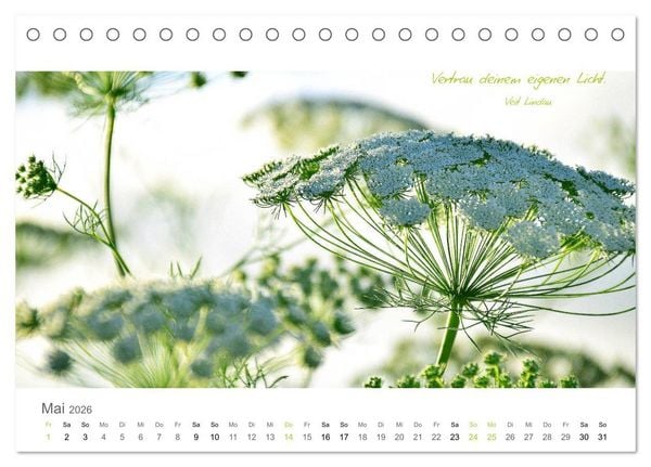 Produktbild: Rendezvous im Park (Tischkalender 2026 DIN A5 quer), CALVENDO Monatskalender
