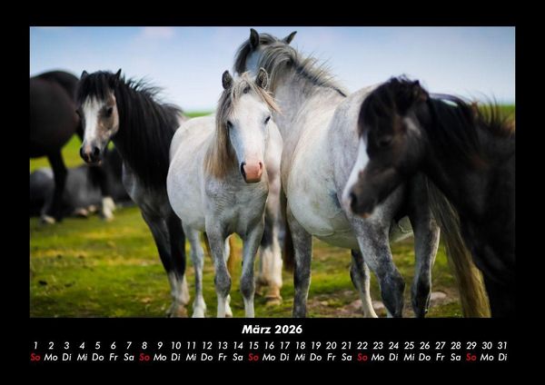Produktbild: Der Tierkalender 2026 Fotokalender DIN A3