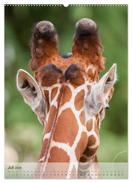 Produktbild: Emotionale Momente: Giraffen, die h&ouml;chsten Tiere der Welt. (hochwertiger Premium Wandkalender 2026 DIN A2 hoch), Kunstdruck in Hochglanz