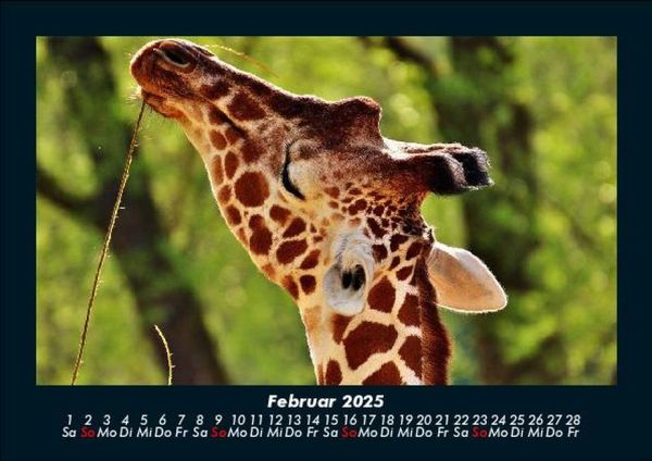 Produktbild: Giraffen 2025 Fotokalender DIN A5