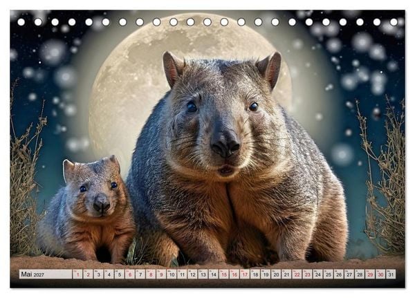 Produktbild: Niedliche Wombats - Australiens flauschige Beuteltiere zum Verlieben (Tischkalender 2027 DIN A5 quer), CALVENDO Monatskalender
