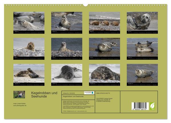 Produktbild: Kegelrobben und Seehunde (hochwertiger Premium Wandkalender 2026 DIN A2 quer), Kunstdruck in Hochglanz