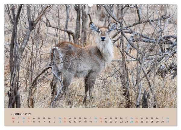 Produktbild: Antilopen, sch&ouml;n und schnell (hochwertiger Premium Wandkalender 2026 DIN A2 quer), Kunstdruck in Hochglanz