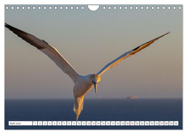 Produktbild: Basst&ouml;lpel - Helgolands faszinierende V&ouml;gel (Wandkalender 2026 DIN A4 quer), CALVENDO Monatskalender