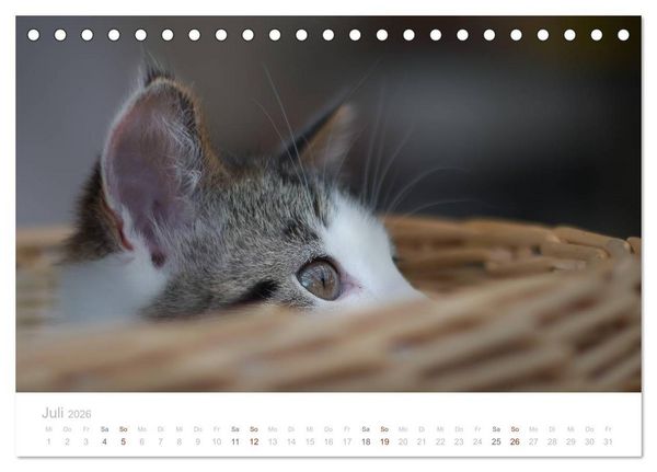 Produktbild: Katzenbabys beobachtet (Tischkalender 2026 DIN A5 quer), CALVENDO Monatskalender