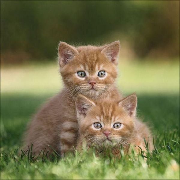 Produktbild: Cats 2027