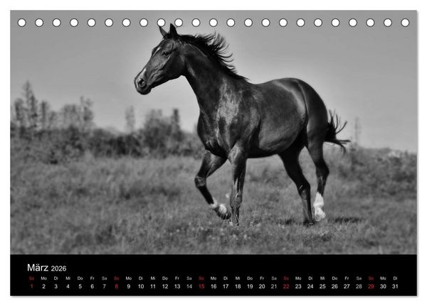 Produktbild: Pferde 2026 Wild Thing (Tischkalender 2026 DIN A5 quer), CALVENDO Monatskalender