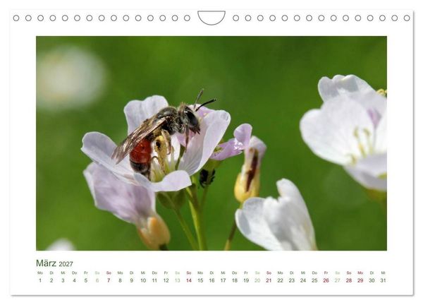 Produktbild: Heimische Insekten 2027 (Wandkalender 2027 DIN A4 quer), CALVENDO Monatskalender
