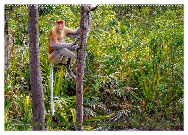 Produktbild: Nasenaffen von Borneo (Wandkalender 2026 DIN A2 quer), CALVENDO Monatskalender