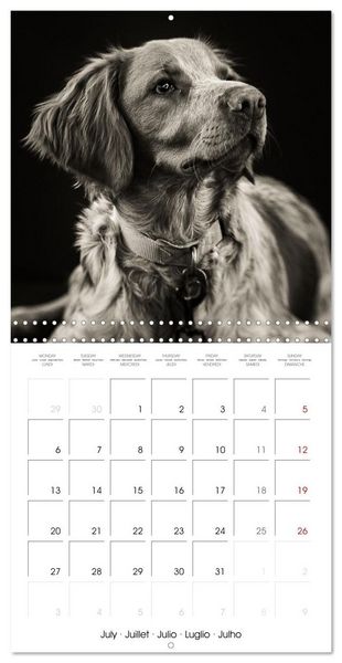Produktbild: Portraits canins (Calendrier mural carr&eacute; 2026 30x30 cm) Calendrier double avec une page pour vos prises de notes