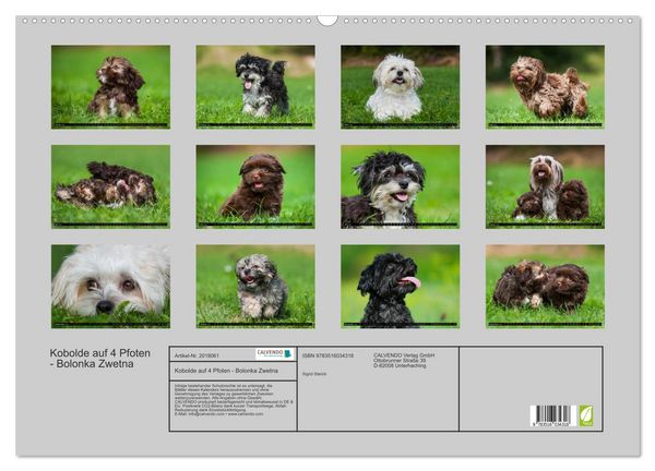 Produktbild: Kobolde auf 4 Pfoten - Bolonka Zwetna (Wandkalender 2026 DIN A2 quer), CALVENDO Monatskalender