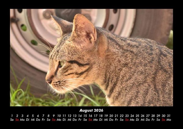 Produktbild: F&uuml;r Katzenfreunde 2026 Fotokalender DIN A3
