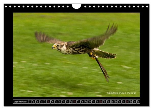 Produktbild: Falken im Flug und im Portr&auml;t (Wandkalender 2026 DIN A4 quer), CALVENDO Monatskalender