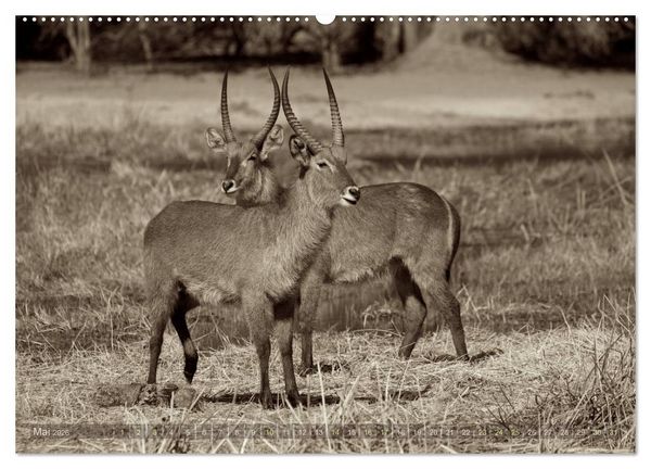 Produktbild: Botswana &ndash; Impressionen aus Afrika (hochwertiger Premium Wandkalender 2026 DIN A2 quer), Kunstdruck in Hochglanz