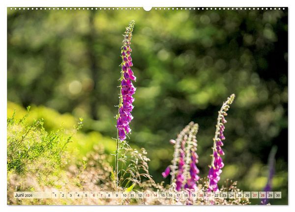 Produktbild: Entlang der Schwarzwald-Hochstra&szlig;e (Wandkalender 2026 DIN A2 quer), CALVENDO Monatskalender