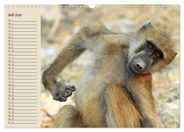 Produktbild: Affen in Afrika (Wandkalender 2026 DIN A3 quer), CALVENDO Monatskalender